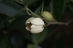 米黄玉兰花
