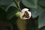 米黄玉兰花