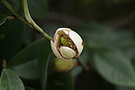 米黄玉兰花
