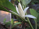 黄桷兰