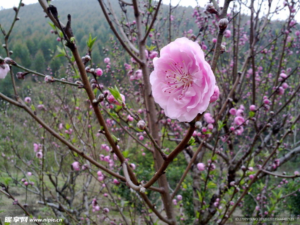 桃花