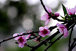 桃花迎春