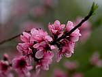 桃花迎春