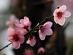 桃花怒放