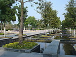 公园树阵水池