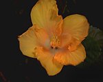 黄花