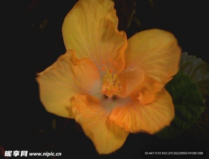 黄花
