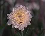 白菊
