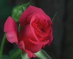 玫瑰花开