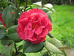 茶花