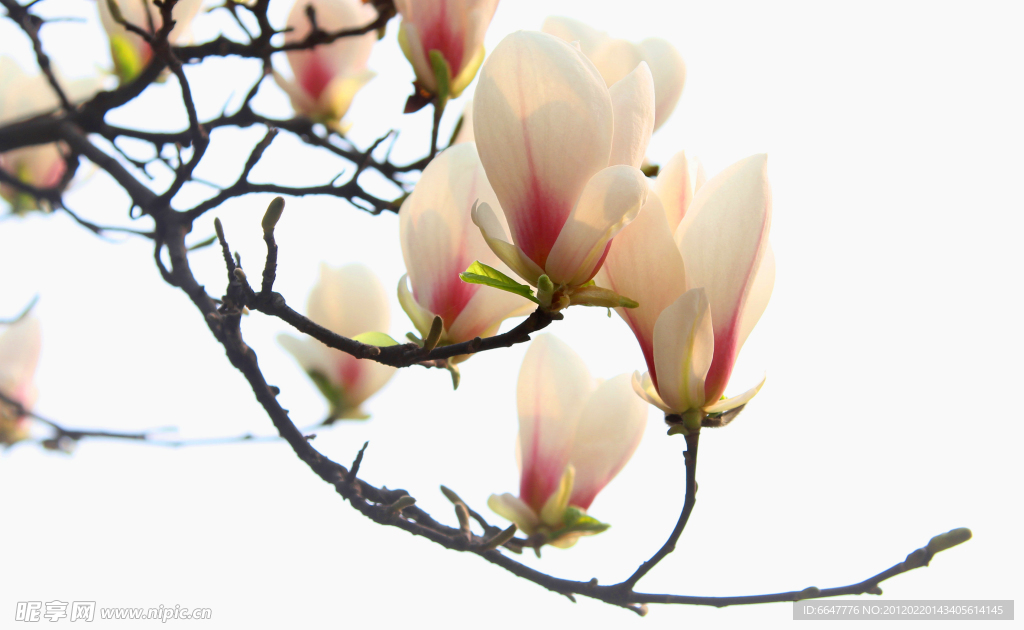 玉兰花