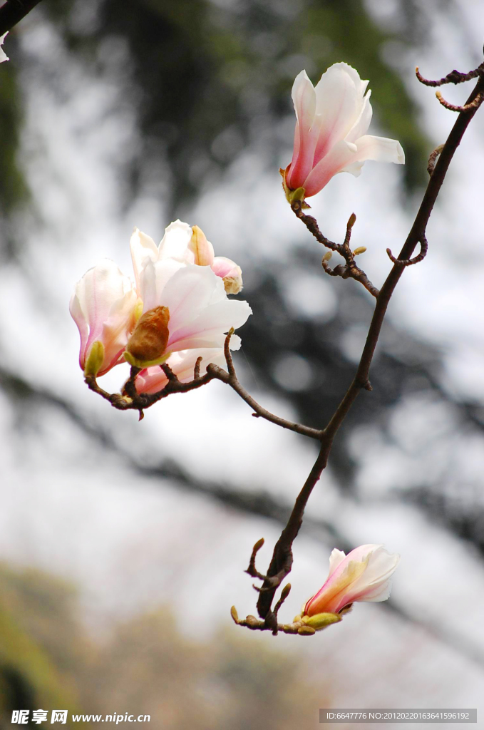 玉兰花