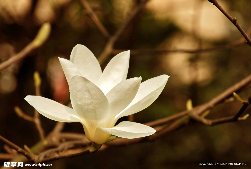 玉兰花