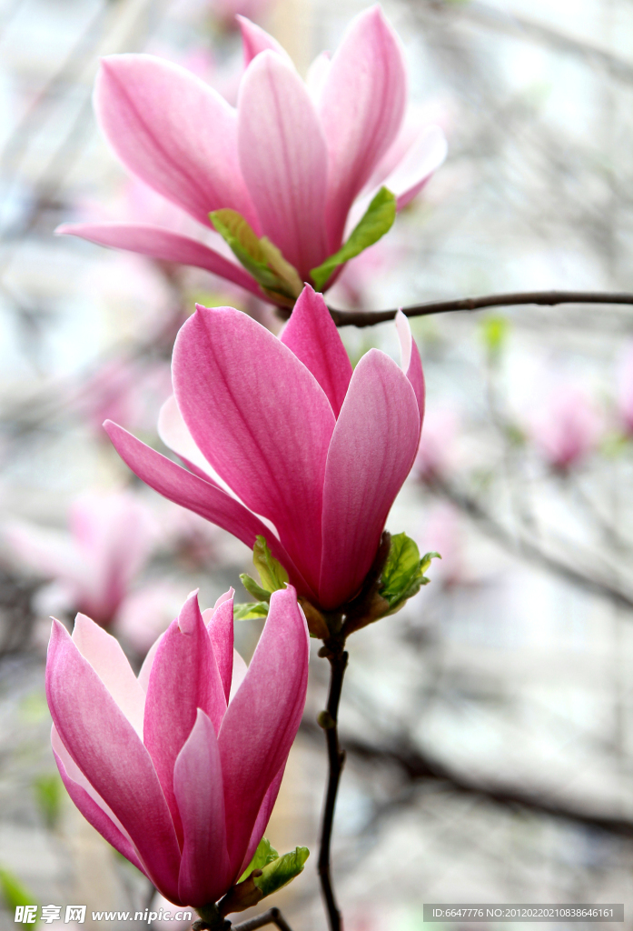 玉兰花