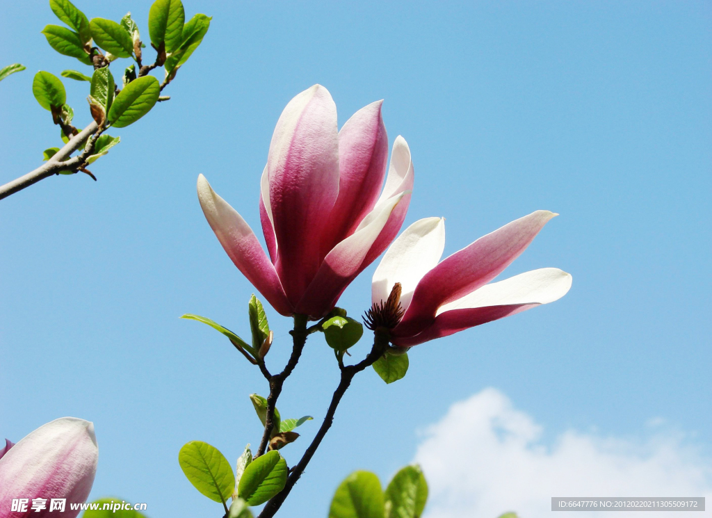 玉兰花