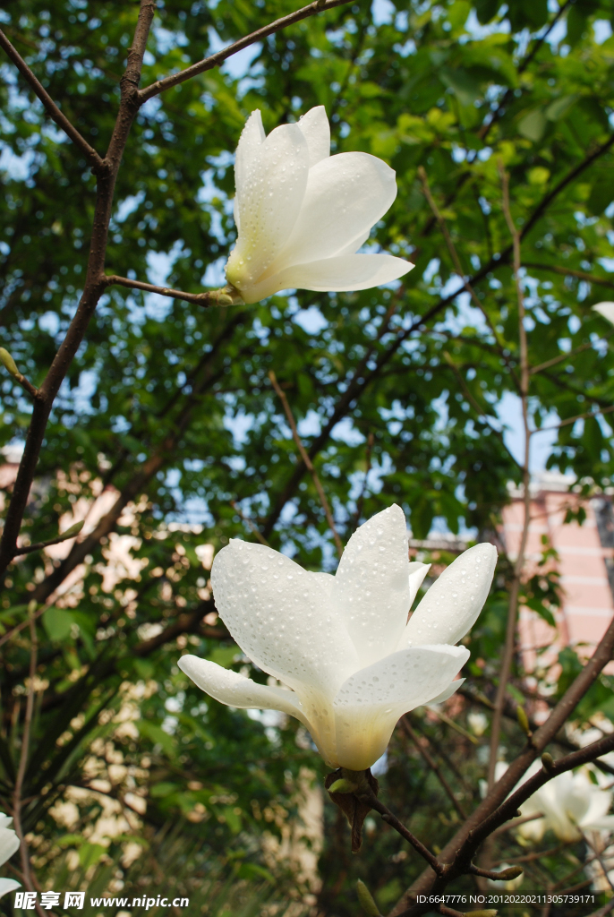 玉兰花
