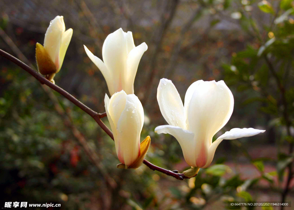 玉兰花