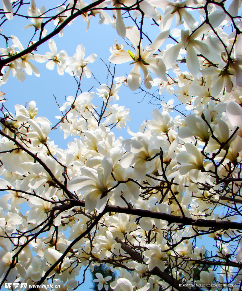玉兰花