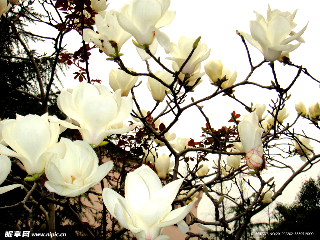 玉兰花