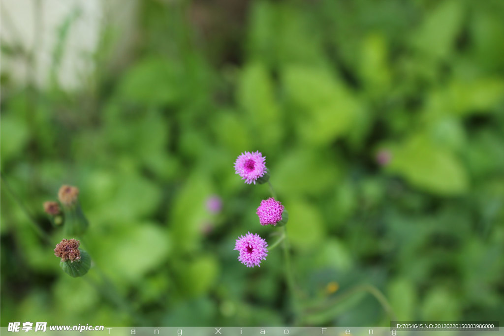 红花绿草