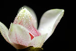 玉兰花
