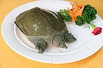生态甲鱼