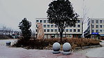 护树墩