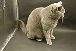 猫咪