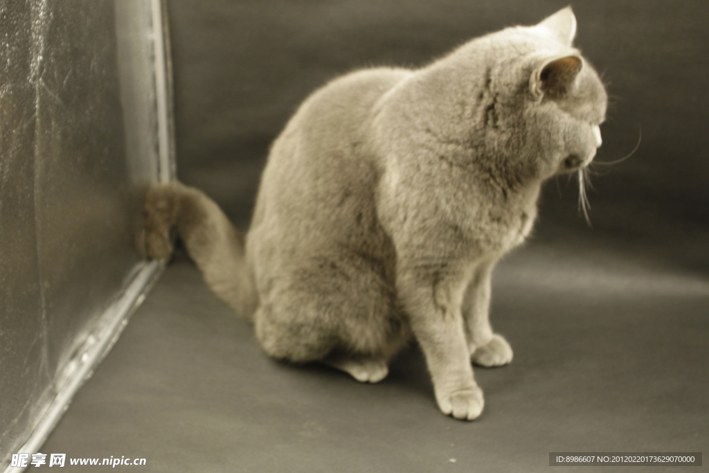 猫咪