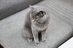 猫咪