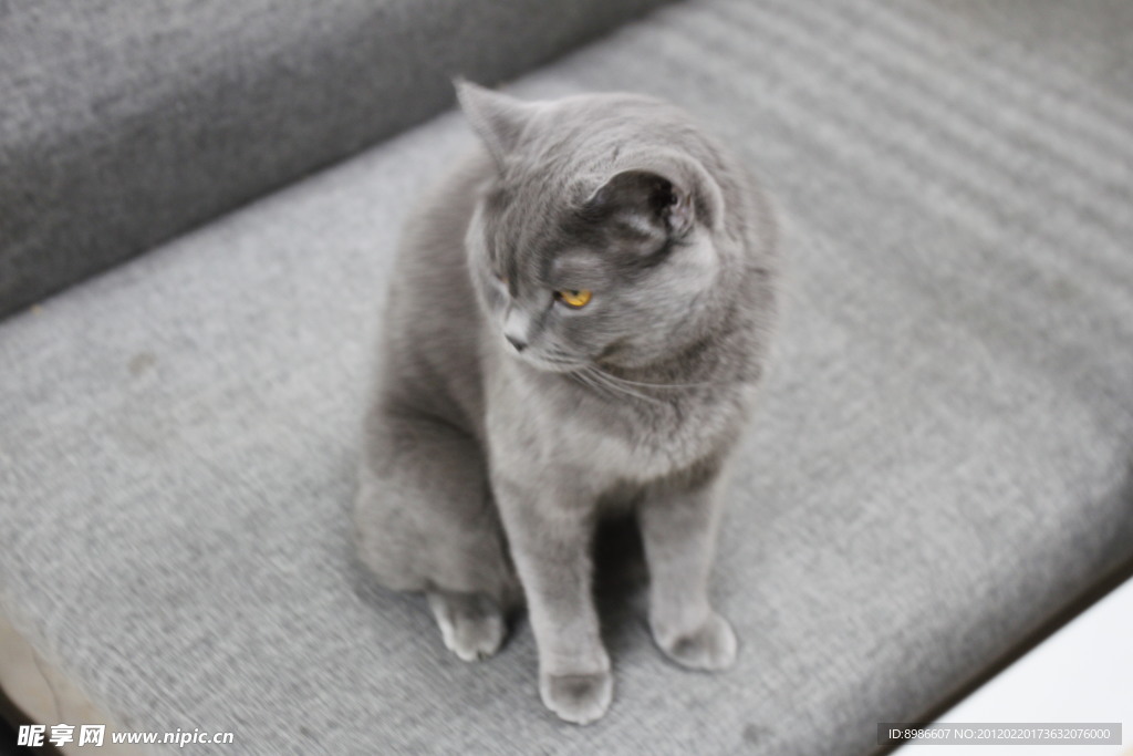 猫咪