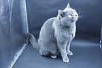 猫咪