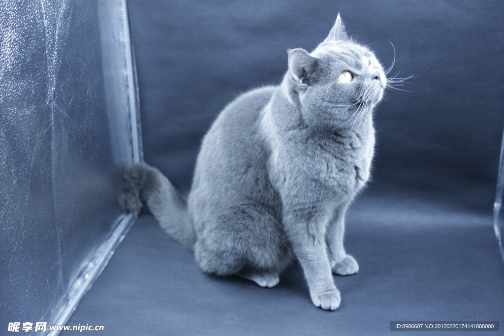猫咪