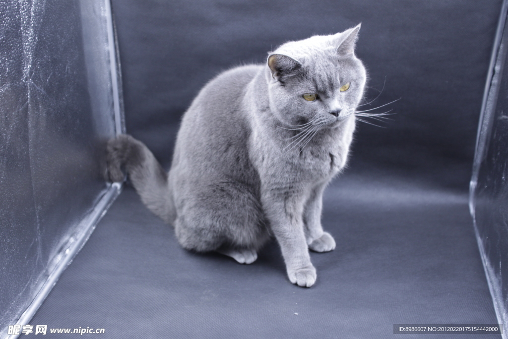 猫咪