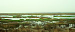黄河口湿地照片