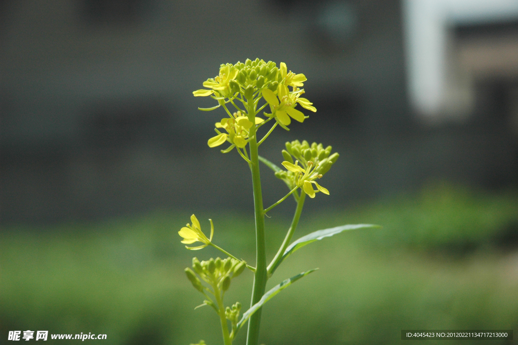 油菜花