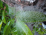 天坑上的雨中蜘蛛网