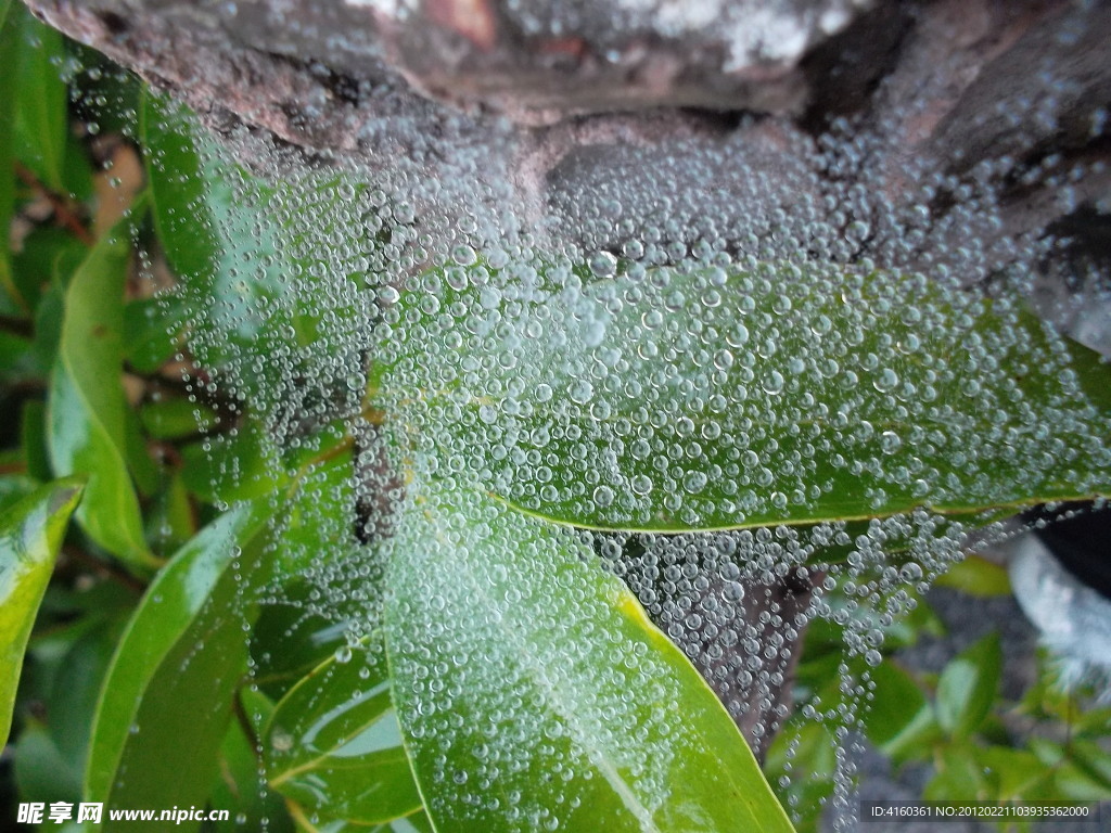 天坑上的雨中蜘蛛网