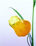 黄花 黄色