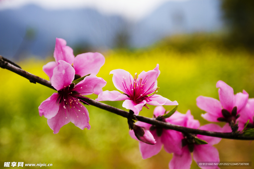 桃花