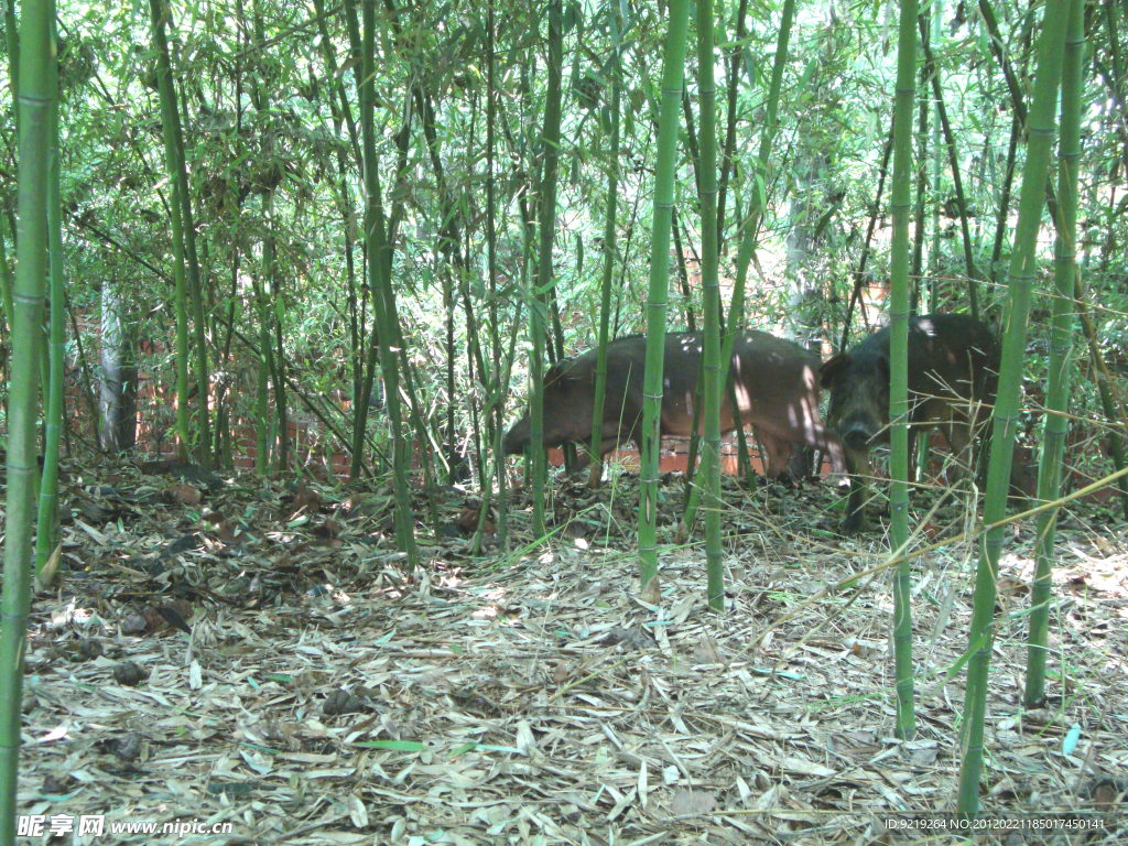 野猪