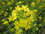 油菜花