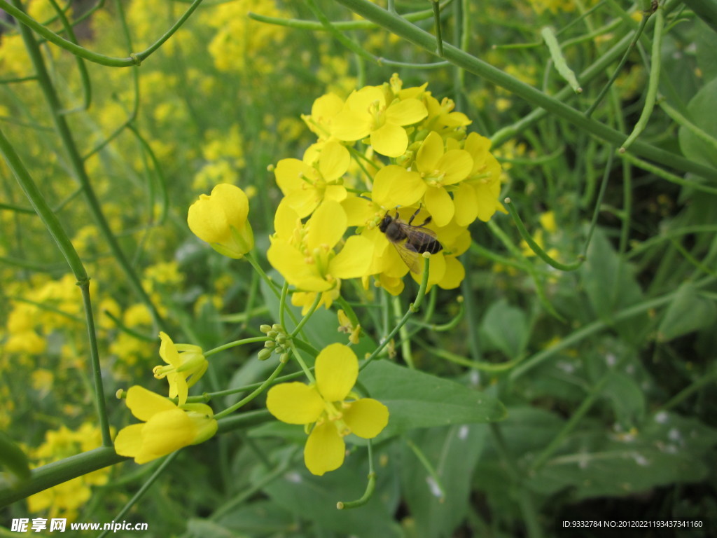 油菜花
