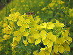 油菜花