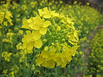 油菜花
