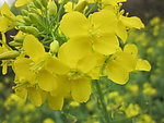 油菜花