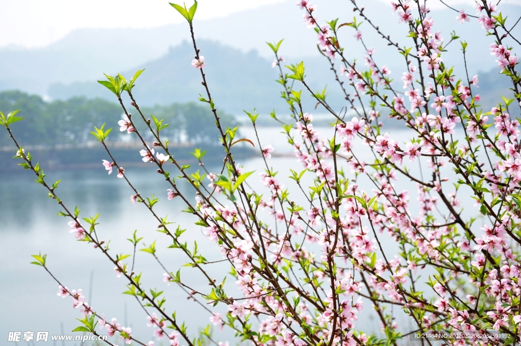 桃花