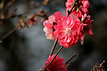 桃花开