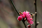 蜂和桃花