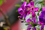 红花